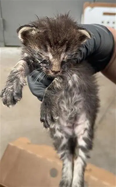 Mercury - Domestic Short Hair