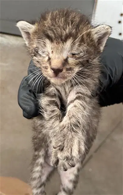 Jupiter - Domestic Short Hair
