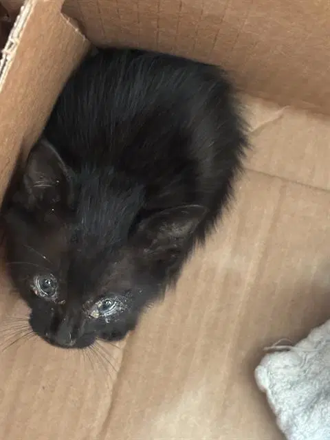 Mars - Domestic Short Hair