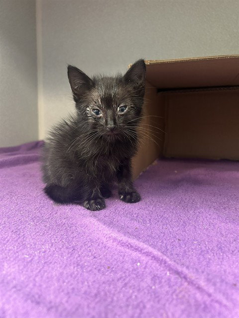 MARS, a cat for adoption from Dallas Animal Services