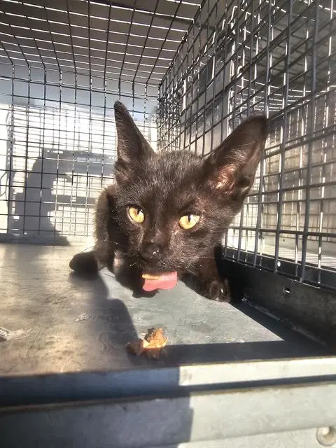 Roadblock - Domestic Short Hair