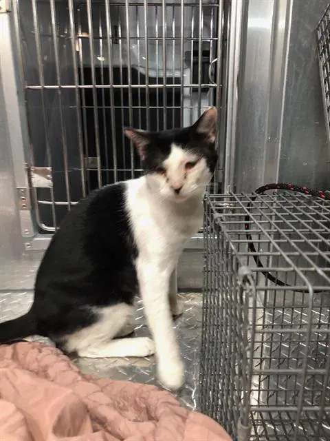 Moo - Domestic Short Hair