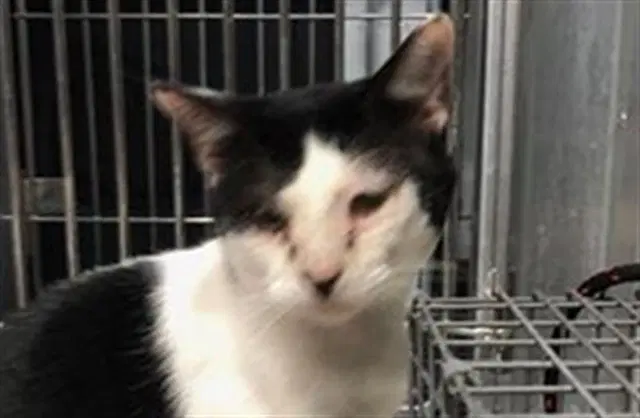 Moo - Domestic Short Hair