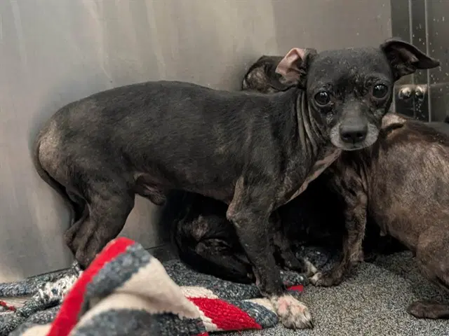 Chico - Chihuahua