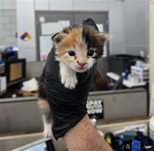 SUNSET, a cat for adoption from Dallas Animal Services