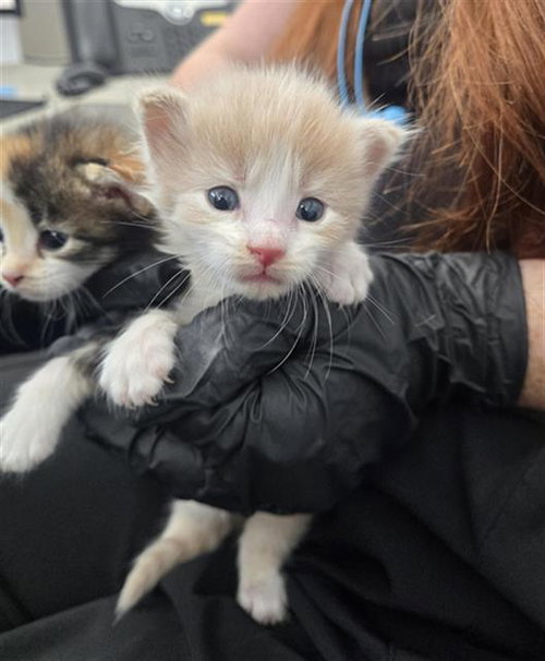 SUNRISE, a cat for adoption from Dallas Animal Services
