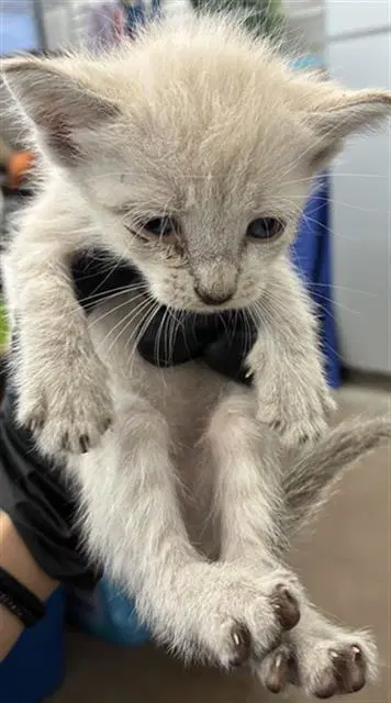 Dots - Domestic Short Hair