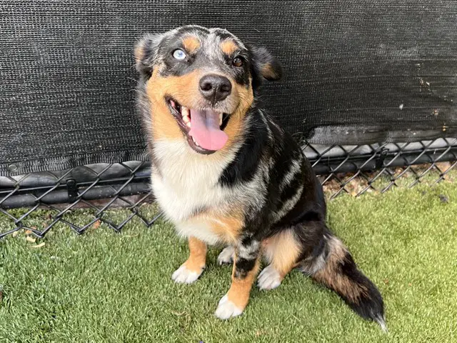 Muffin - Australian Shepherd