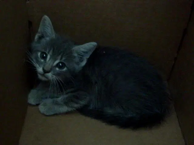 Poppi - Domestic Short Hair