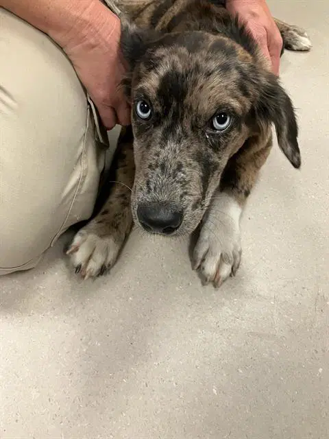 Gwen - Catahoula Leopard Dog