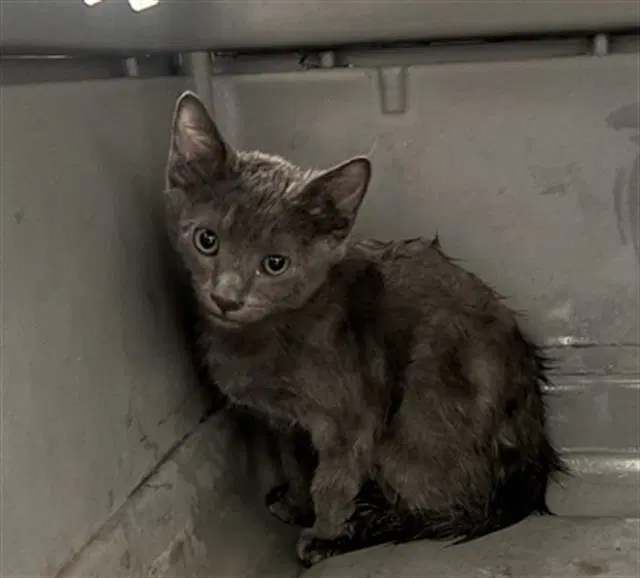 Maui - Domestic Short Hair