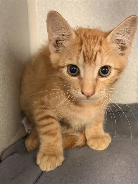 Sunny - Domestic Short Hair