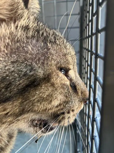 Fabrication - Domestic Short Hair