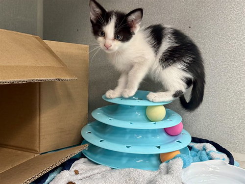 LUCAS, a cat for adoption from Dallas Animal Services