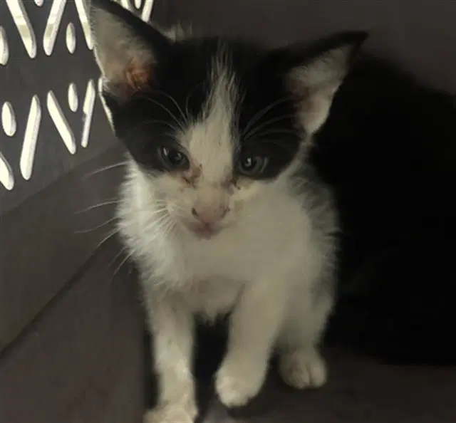 Oreo - Domestic Short Hair