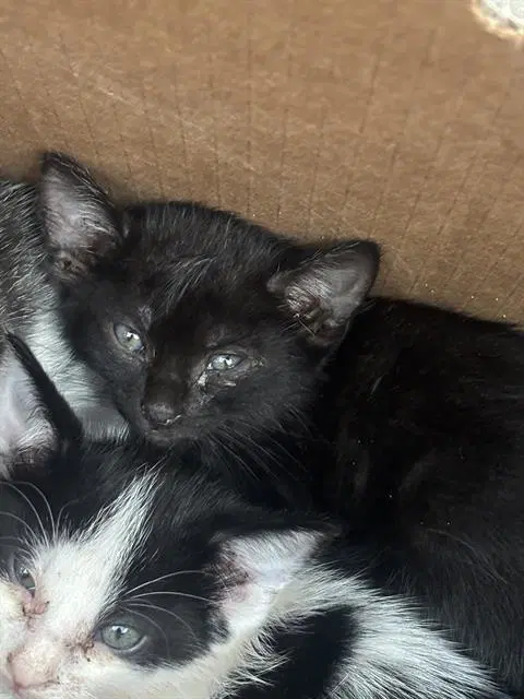 Shadow - Domestic Short Hair