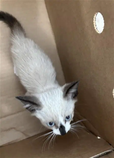 Bubbles - Domestic Short Hair