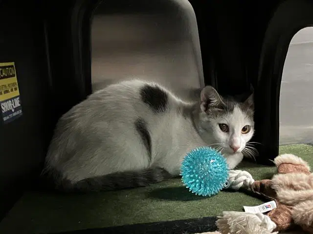 Snow - Domestic Short Hair