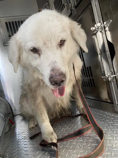 Coco - Great Pyrenees