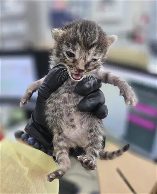 Dot - Domestic Short Hair
