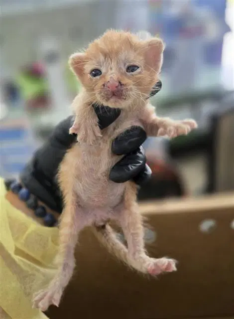 Spot - Domestic Short Hair