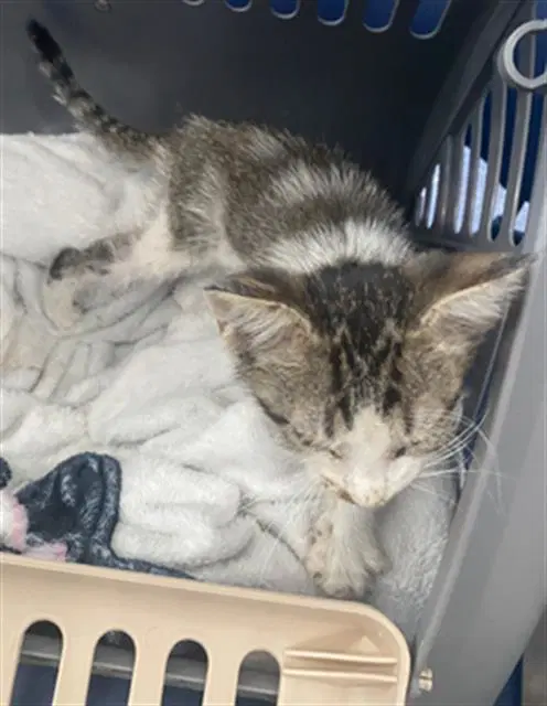 Lily - Domestic Short Hair