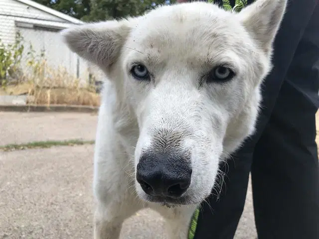 Renato - Husky
