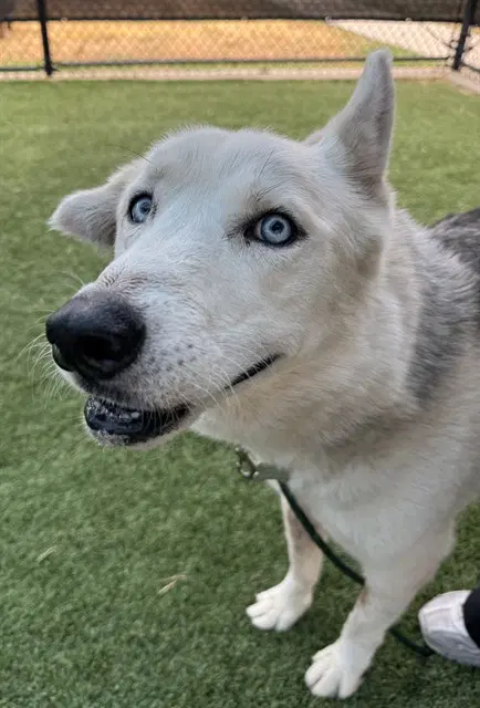 Renato - Husky