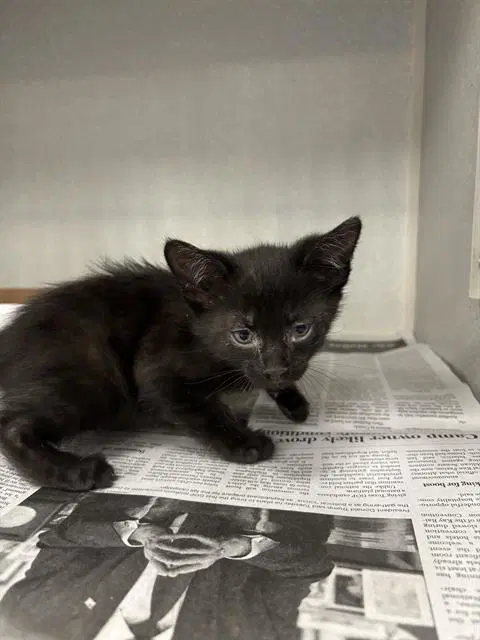 Shadow - Domestic Short Hair