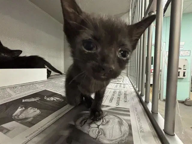 Raven - Domestic Short Hair