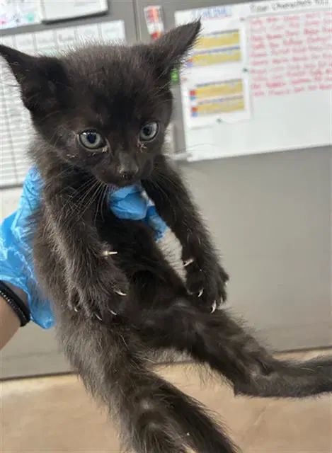 Paco - Domestic Short Hair
