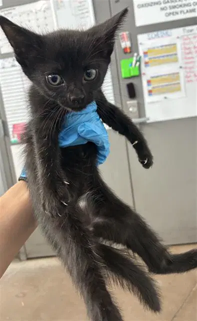 Mindy - Domestic Short Hair
