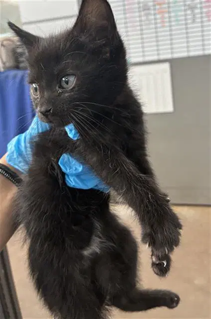 Lady - Domestic Short Hair