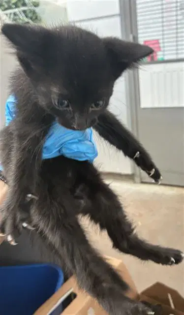 Starr - Domestic Short Hair