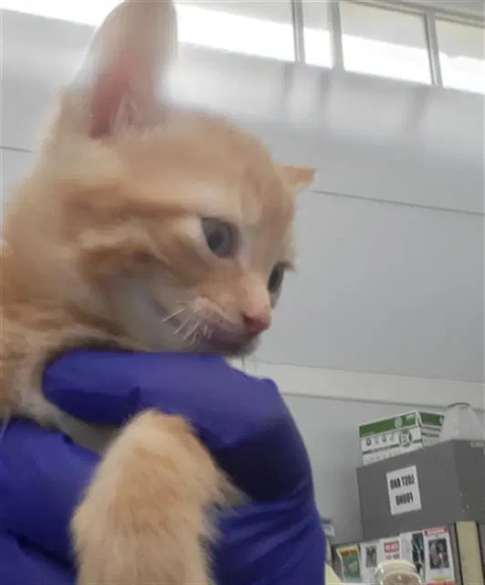 Zeus - Domestic Medium Hair