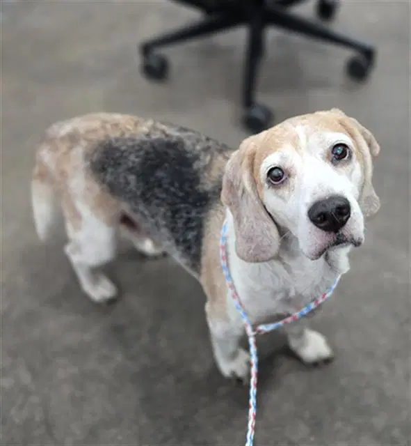 Robin - Beagle