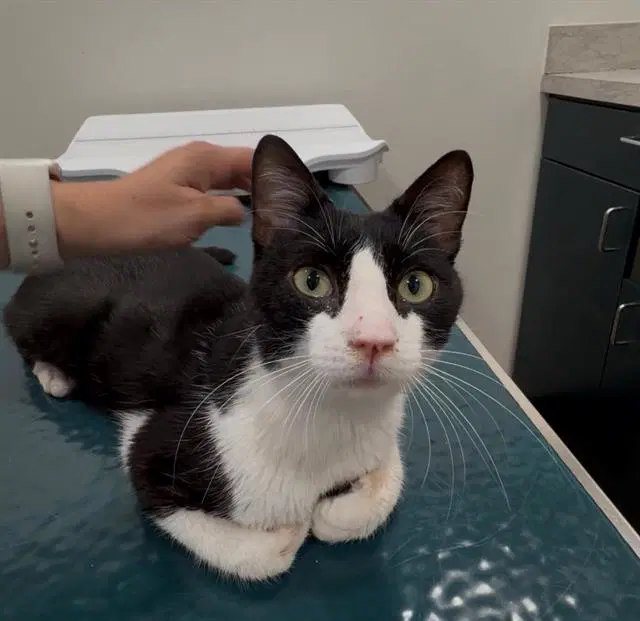 Charles - Domestic Short Hair