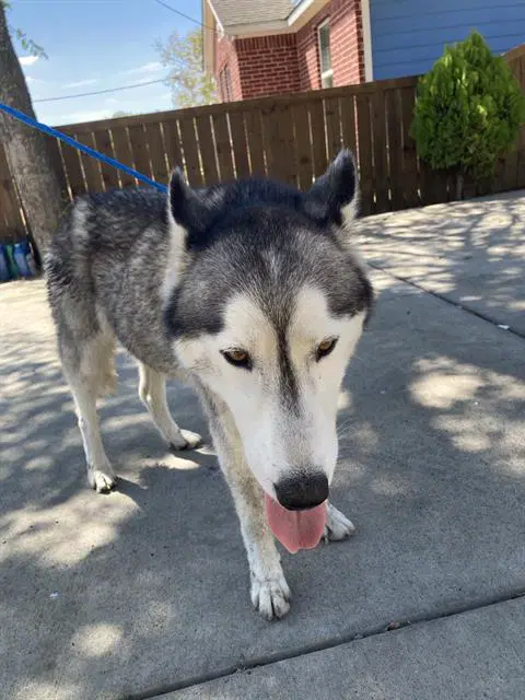 Coby - Husky