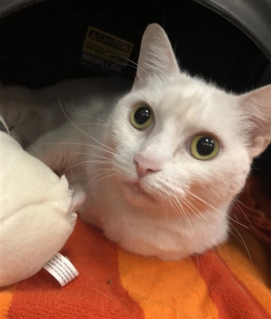Mimi