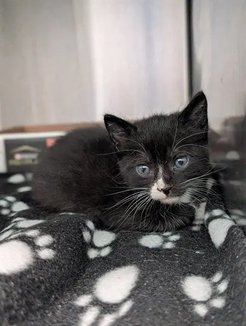Morrisa - Domestic Medium Hair