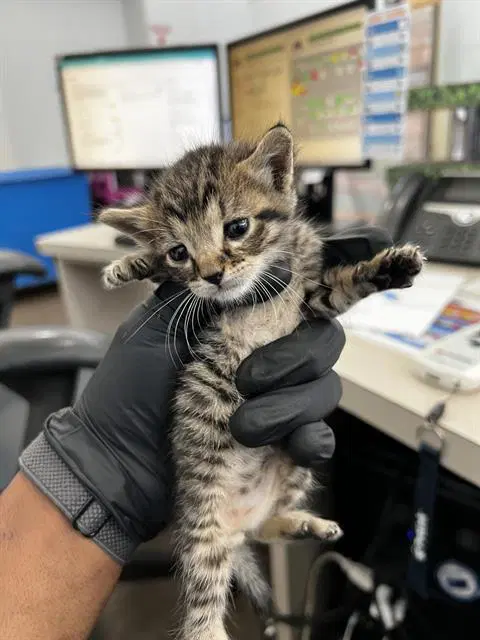 Hamm - Domestic Medium Hair
