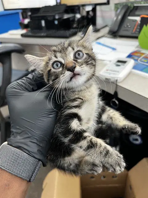 Mater - Domestic Medium Hair