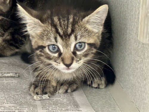 MATER, a cat for adoption from Dallas Animal Services