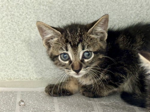 DOC HUDSON, a cat for adoption from Dallas Animal Services