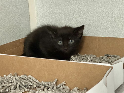 RAMONE, a cat for adoption from Dallas Animal Services