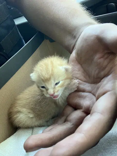 Garfield - Domestic Short Hair