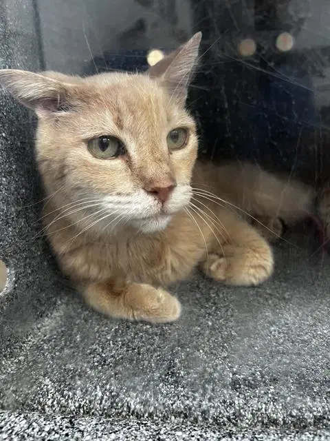 Jessie - Domestic Medium Hair