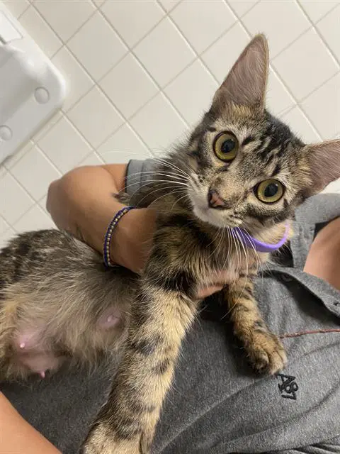 Duchess - Domestic Short Hair