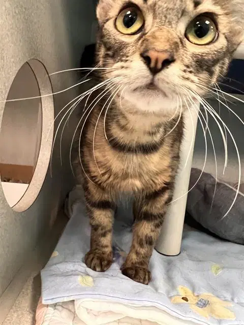 Duchess - Domestic Short Hair