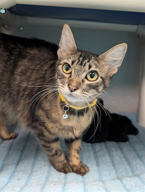 DUCHESS, a cat for adoption from Dallas Animal Services
